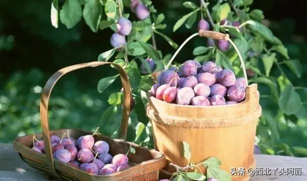 智利西梅好还是澳洲西梅好?