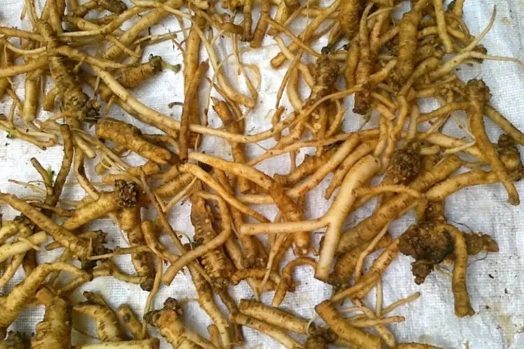 土人参图片和作用和功效