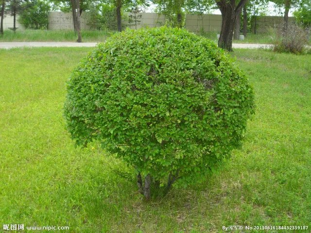 常见的园林绿化植物有哪些 园林绿化工具有哪些