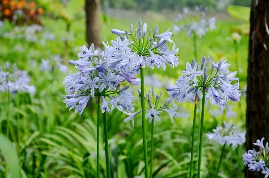 原创:花境按植物材料的分类及各自优缺点