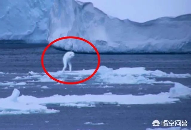 南极洲发现的神秘物种ningen真的存在吗？