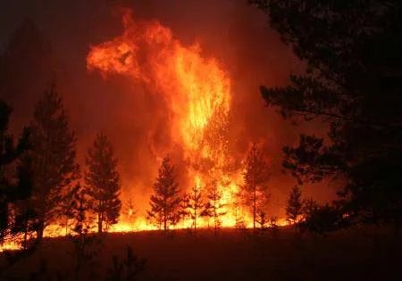 四川省九龙县发生森林火灾，如何有效预防森林火灾的发生？