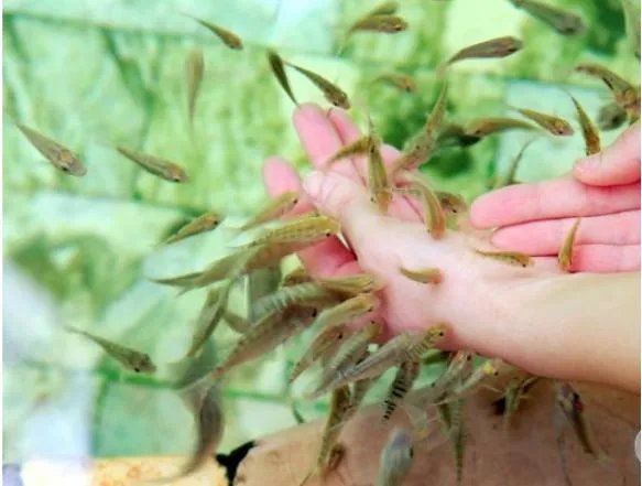 三亚的田园温泉有什么特别之处？