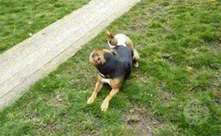 每天都帮他撸的好辛苦 周末劲爆欢乐动态图赏