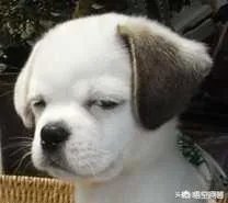 冯提莫因会计门事件被央视点名批评，为什么最近反而活跃在各大卫视的歌唱比赛和选秀节目上？