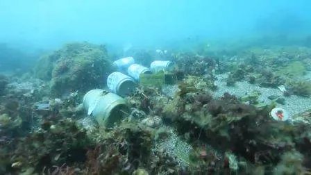 去年有15亿只口罩流入海洋，这会对海洋生物造成怎样的伤害？