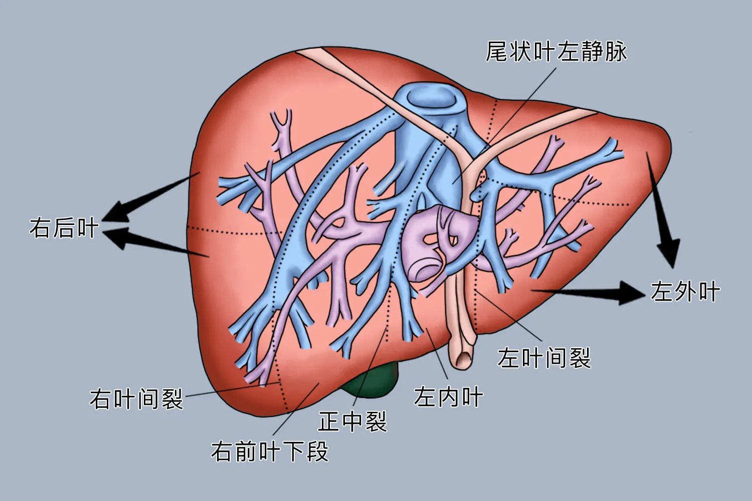 肝有几个叶图片