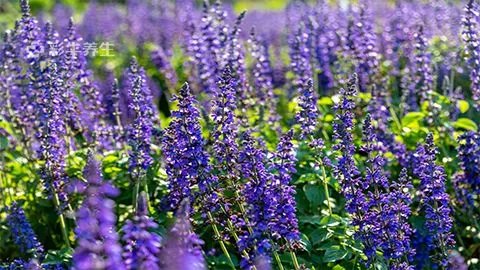 熏衣草的功效与作用
