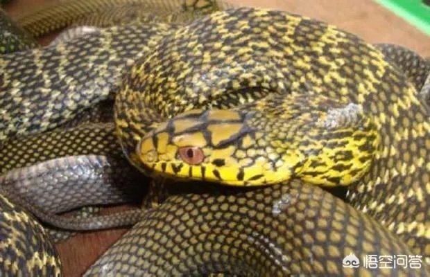 养殖的大王蛇一斤能够卖到多少钱？现在养殖大王蛇市场前景怎么样？