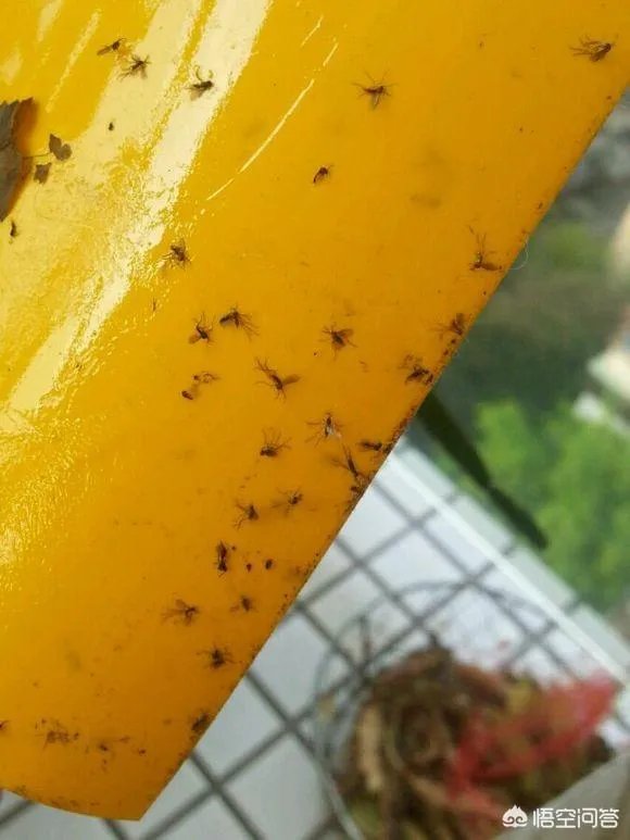 花盆里有小飞虫怎么办？