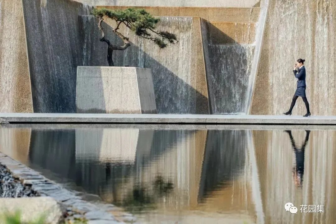 造型松，无奇不自由！气质庭院必备元素