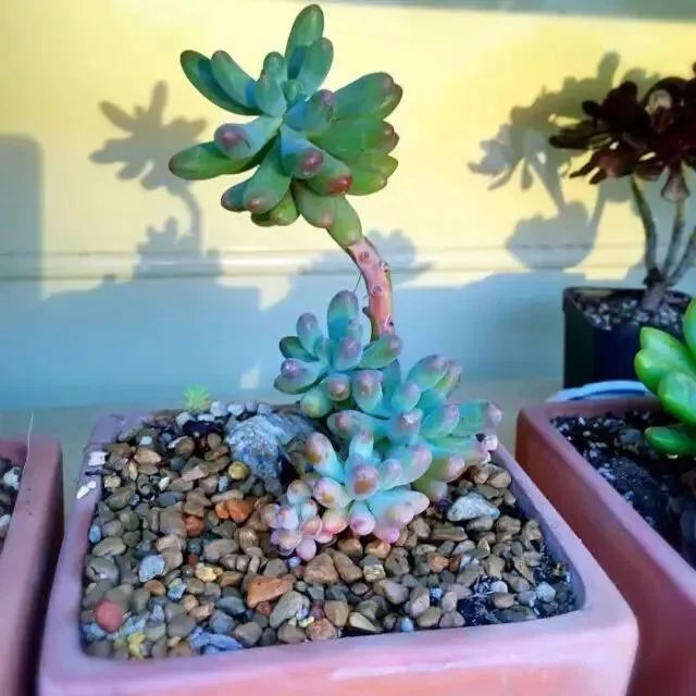 花盆里有小飞虫怎么办？