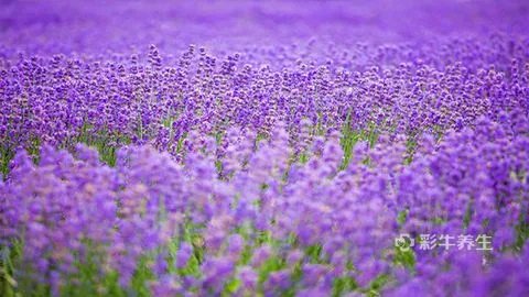 熏衣草的功效与作用
