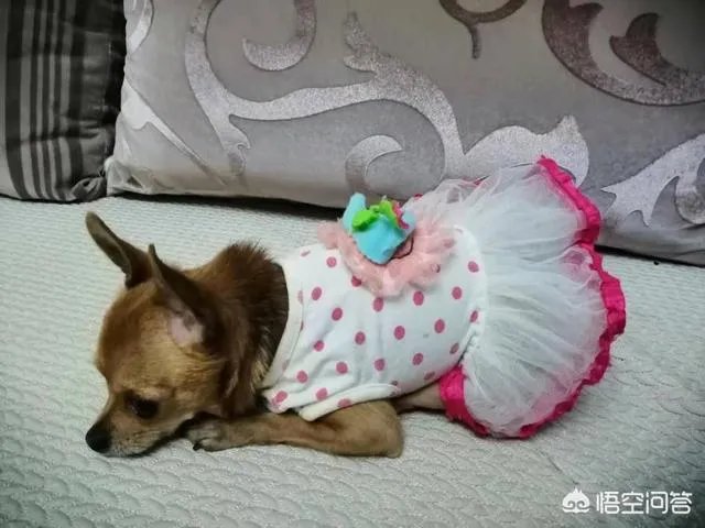 为什么我家狗狗每次突然见到主人我，都会尿失禁？