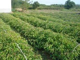 龙脑樟的功效与作用