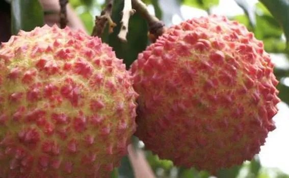 400多年历史的“挂绿母树”，一颗荔枝被竞拍出55万，你是怎么看待？