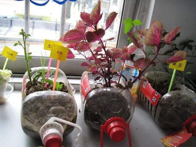 洗衣液瓶子做花盆制作方法图片