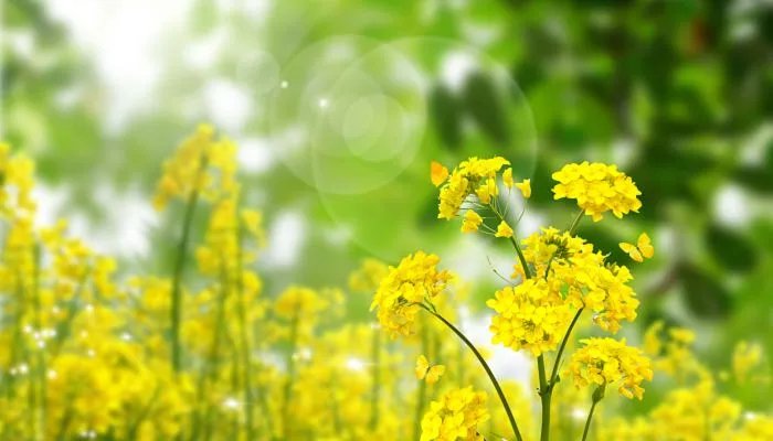 2022年6月5日是第几个世界环境日 2022年世界环境日是第几个