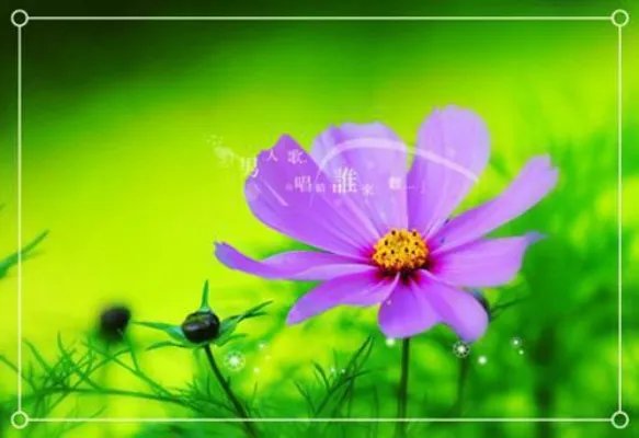 失宠王妃入君怀小说 秦落烟傅子墨目录阅读