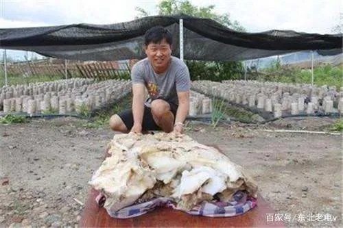 我们常说的“太岁”,到底是什么生物?