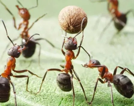 海口女子电脑误被洒奶茶蚂蚁屏内筑巢，是电脑的设计有问题吗？