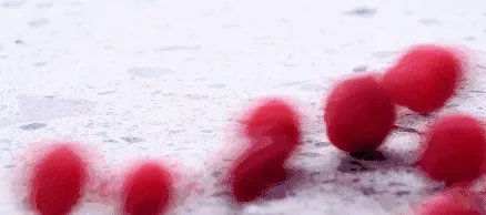 福建哪里的杨梅最好吃？