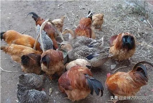 农村人养什么好卖出去？例如：鸡、鸭、羊那些？