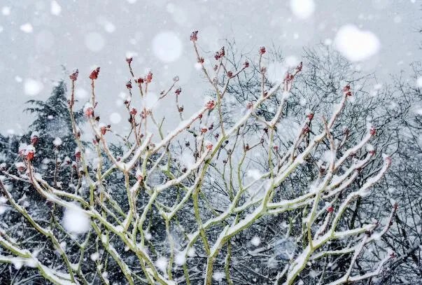 2020冬天是最冷的一年吗   今年冬天会是最冷的一个冬天吗