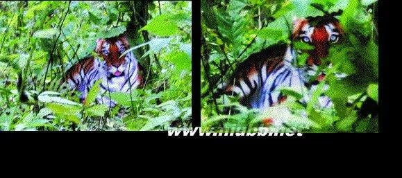 孙四周的解析华南虎照片