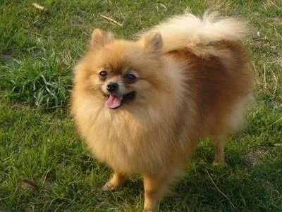 博美犬英系和美系的区别