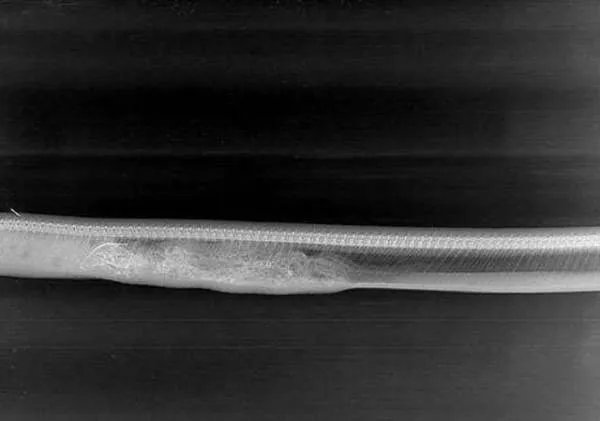 蟒蛇吞下巨鳄后，鳄鱼被消化的过程是什么样？