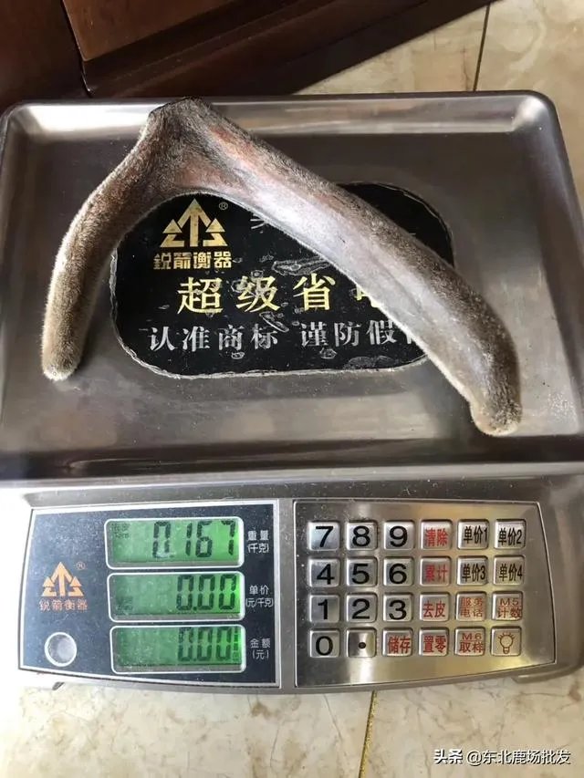 什么是好的鲜鹿茸
