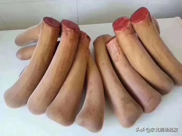 什么是好的鲜鹿茸