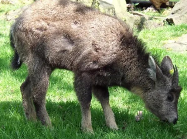 丽水拍到的四不像是野生动物吗?应该怎样保护野生动物呢?