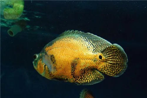 地图鱼能长多大 地图鱼要怎么养