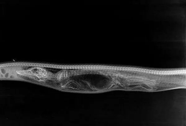 蟒蛇吞下巨鳄后，鳄鱼被消化的过程是什么样？