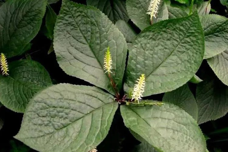 中药金粟兰图片