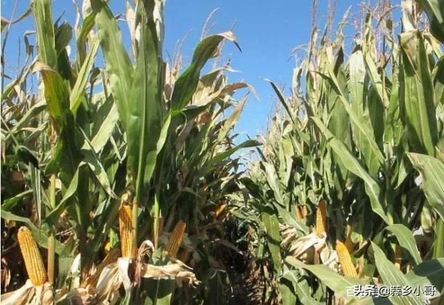 把复合肥当底肥，几天能种玉米？注意什么？