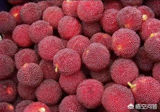 福建哪里的杨梅最好吃？