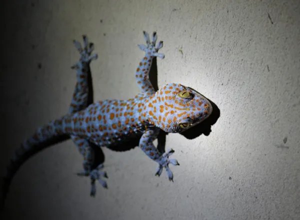 海口查获了多少只大壁虎？