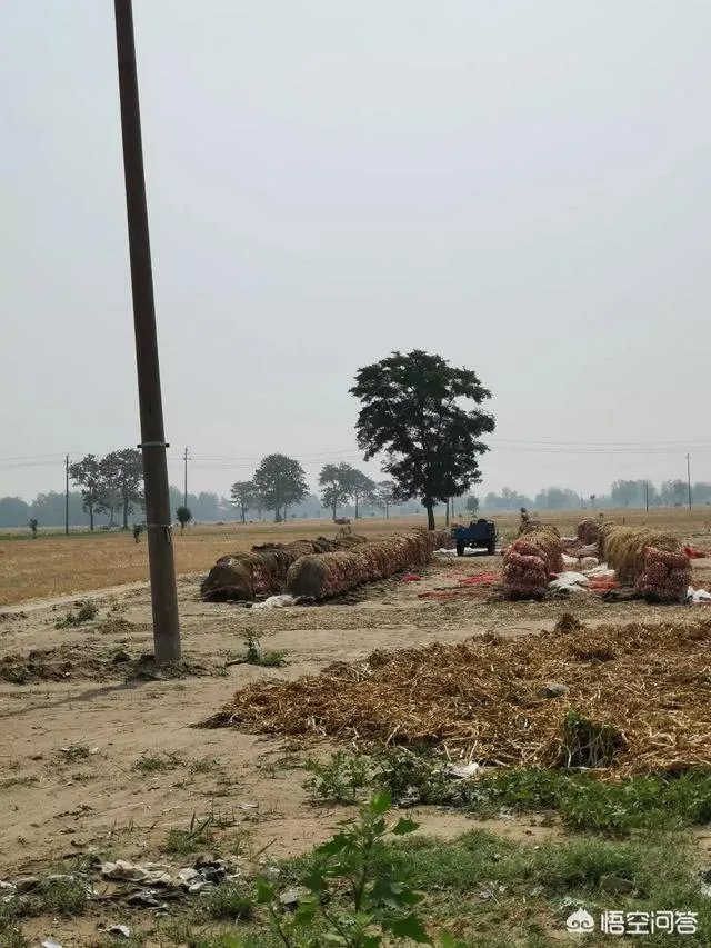 大蒜陆续上市，今年下半年我国大蒜价格会一直突飞猛进吗？