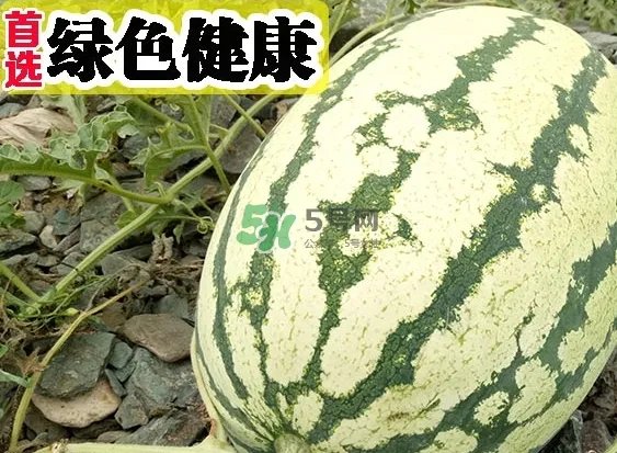 石头瓜什么时候上市？石头瓜多少钱一斤？