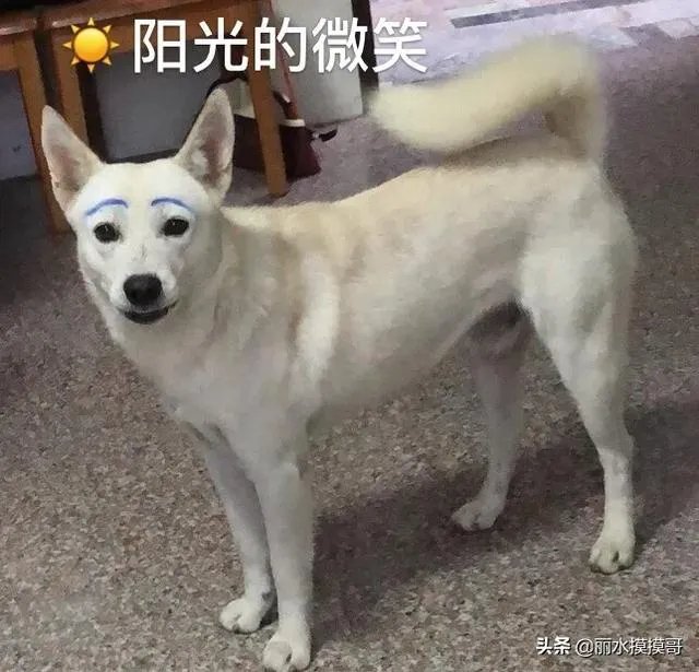 你和你的宠物如何一起跨年迎接2020？