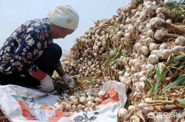 大蒜陆续上市，今年下半年我国大蒜价格会一直突飞猛进吗？