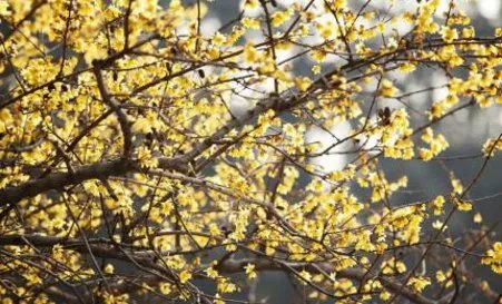 腊梅种子怎么种