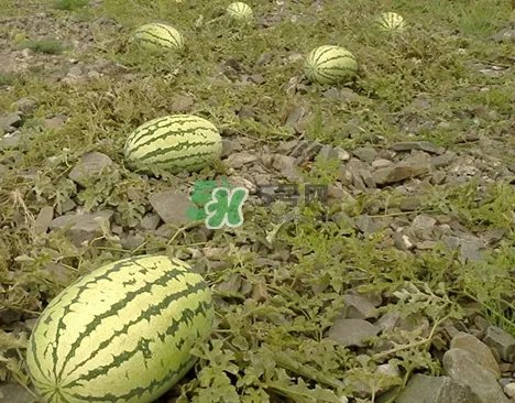 石头瓜什么时候上市？石头瓜多少钱一斤？