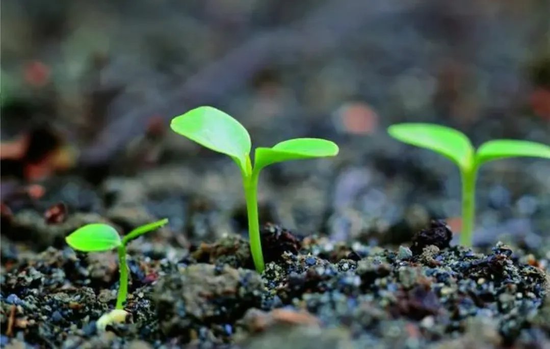 关于受精卵或非生命起始之说，值得人类深思的问题有哪些？