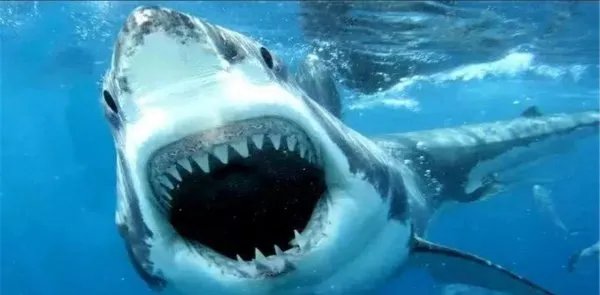 “暴打”鲨鱼的虎鲸为啥对人类如此友好？