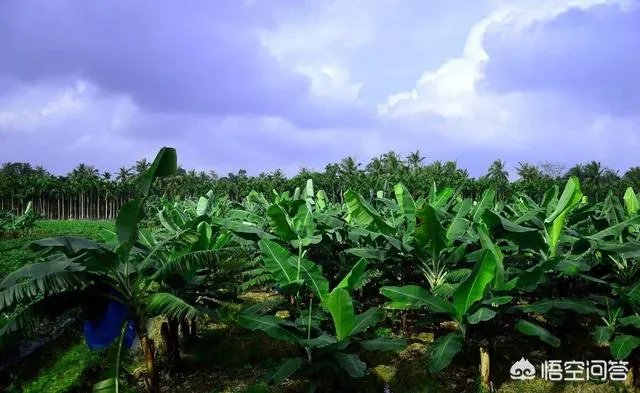 现在香蕉行情怎么样？