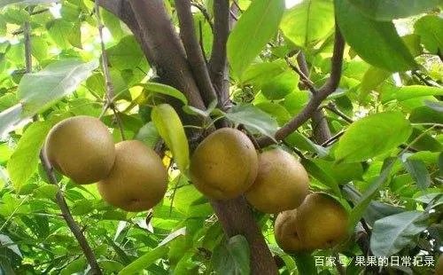 梨树的种植很广泛，如何种植梨树？